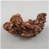 Image 2 : Large Coprolite Fossil (Fossilized Dino Poop) - Madagascar