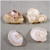 Image 1 : Set of 4 Chalcedony Rose Crystals - USA