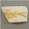 Image 1 : Fish Fossil Plate Wyoming USA