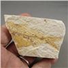 Image 2 : Fish Fossil Plate Wyoming USA