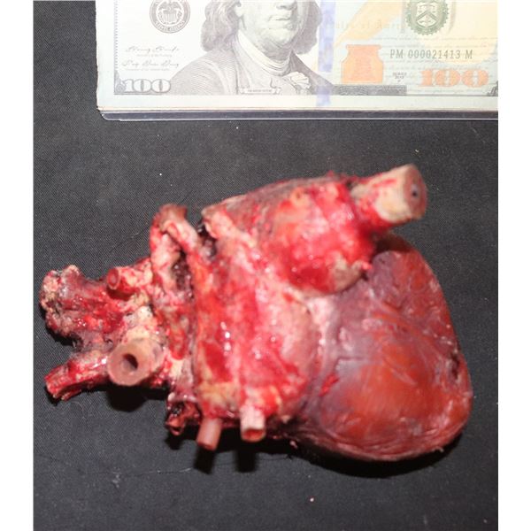 APOCALYPTO BURNT HEART FROM TEMPLE SACRIFICE