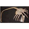 Image 1 : ALIEN FACEHUGGER FROM UNIVERSAL HALLOWEEN HORROR NIGHTS