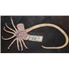 Image 2 : ALIEN FACEHUGGER FROM UNIVERSAL HALLOWEEN HORROR NIGHTS
