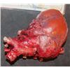 Image 2 : APOCALYPTO BLOODY HEART FROM TEMPLE SACRIFICE 4