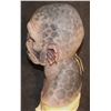 Image 2 : THE ORVILLE ALIEN CHAK'TAL FULL HEAD LATEX MASK