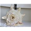 Image 2 : Large King Helmet conch shell.