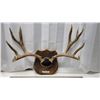 Image 1 : Mounted Mule Deer Antlers