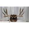 Image 2 : Mounted Mule Deer Antlers