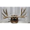 Image 3 : Mounted Mule Deer Antlers