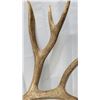 Image 4 : Mounted Mule Deer Antlers