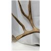 Image 5 : Mounted Mule Deer Antlers