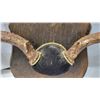 Image 6 : Mounted Mule Deer Antlers