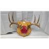 Image 1 : Mounted Deer Antlers