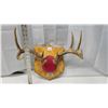 Image 2 : Mounted Deer Antlers