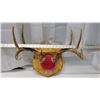 Image 3 : Mounted Deer Antlers