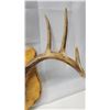 Image 4 : Mounted Deer Antlers