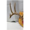 Image 5 : Mounted Deer Antlers
