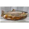 Image 1 : Mounted Rainbow Trout