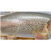 Image 3 : Mounted Rainbow Trout