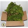 BOX OF ARTIFICIAL PLANT MATERIAL