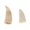 Image 1 : 19th Century Sperm Whale Teeth Collection of Two