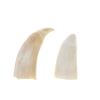 Image 5 : 19th Century Sperm Whale Teeth Collection of Two