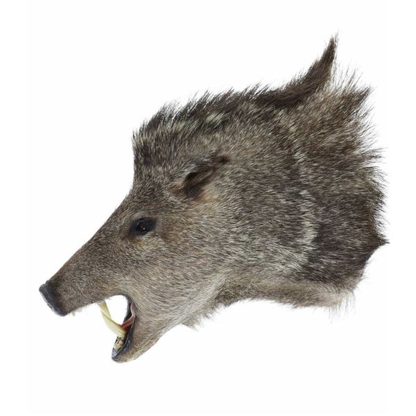 Javelina Taxidermy Shoulder Mount