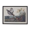 Image 1 : J. J. Audubon Framed Print "Pinnated Grous"