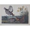 Image 2 : J. J. Audubon Framed Print "Pinnated Grous"