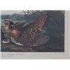 Image 5 : J. J. Audubon Framed Print "Pinnated Grous"