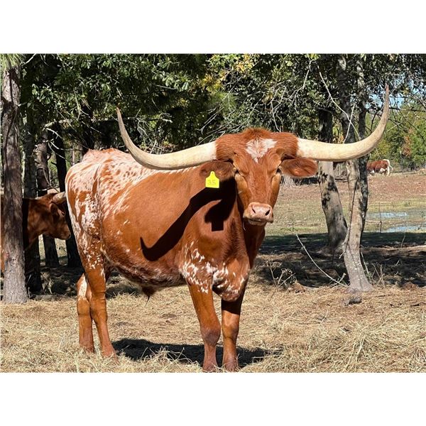 BWD Bedias Red Apache