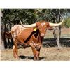 Image 1 : BWD Bedias Red Apache