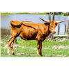 Image 1 : BWD BEDIAS VALIANT SPARKLE