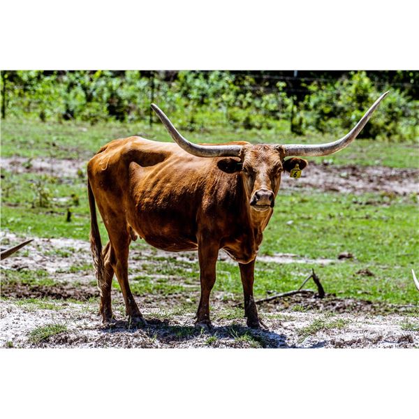 BWD TEXAS CINNAMON ROSE