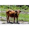 Image 1 : BWD TEXAS CINNAMON ROSE