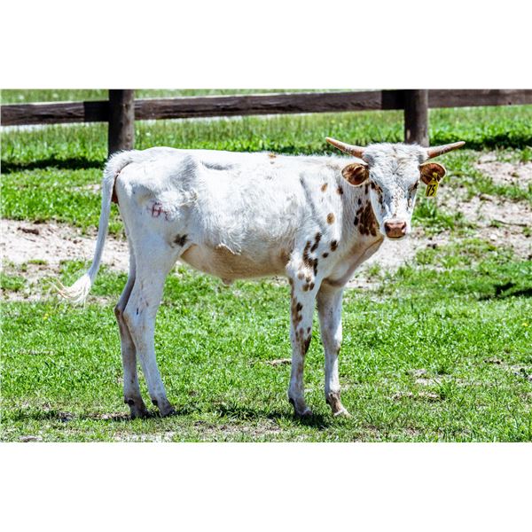 BWD Bedias Double Rose