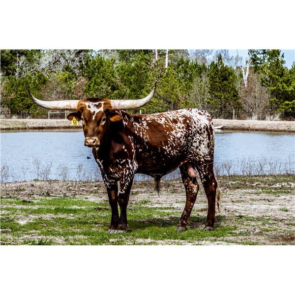 BWD BEDIAS LONE STAR