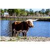 Image 1 : BWD BEDIAS BANDIT
