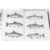 Image 2 : ALL ABOUT TROUT NORTH AMERICAN FISHING CLUB