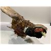 Image 2 : TAXIDERMY PHEASANT APPROX 17X25"