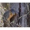 Image 1 : Fully guided Missouri Squirrel Hunt/Epicurean Experience