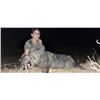 Image 11 : Texas Hog Hunt