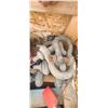 Image 1 : QUANTITY OF ASSORTED SHACKLES MEDIUM TO LARGE