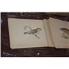 Image 2 : COLLECTION OF VINTAGE LITHOGRAPHS, BIRDS (10" X 6 3/4") (66 PCS)