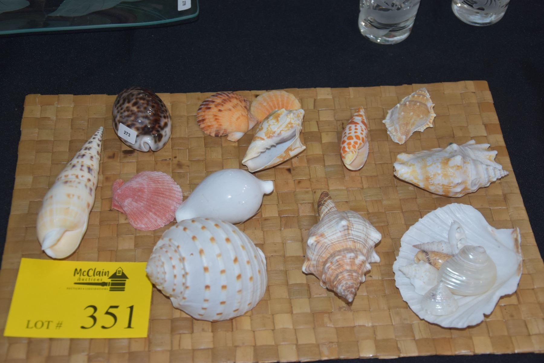 Used Shells COLLECTION OF SHELLS (19 PCS) - McClain Auctions Hawaii