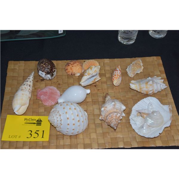 COLLECTION OF SHELLS (19 PCS)