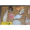 Image 2 : COLLECTION OF SHELLS (19 PCS)