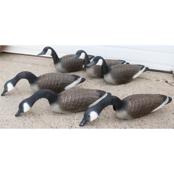 6 GOOSE DECOYS