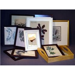 BOX LOT OF FRAMED BOTANICAL SUBJECTS