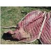 Image 2 : Horse Blanket